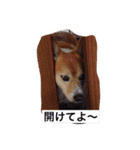 可愛いコーギー（個別スタンプ：5）