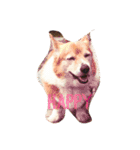 可愛いコーギー（個別スタンプ：8）