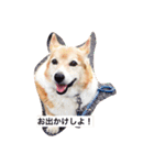 可愛いコーギー（個別スタンプ：12）