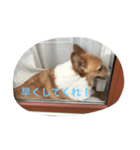 ほたて ＆ みかん（個別スタンプ：3）