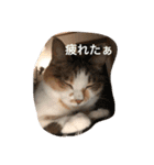 ほたて ＆ みかん（個別スタンプ：5）