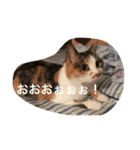 ほたて ＆ みかん（個別スタンプ：6）