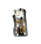 柴犬ハチ（個別スタンプ：1）