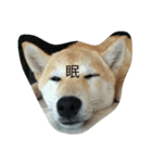 柴犬ハチ（個別スタンプ：2）