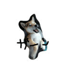 柴犬ハチ（個別スタンプ：3）