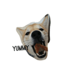 柴犬ハチ（個別スタンプ：4）
