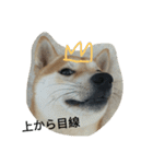柴犬ハチ（個別スタンプ：5）