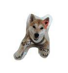 柴犬ハチ（個別スタンプ：6）