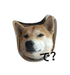 柴犬ハチ（個別スタンプ：7）