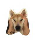 柴犬ハチ（個別スタンプ：8）