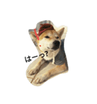 柴犬ハチ（個別スタンプ：9）