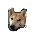 柴犬ハチ（個別スタンプ：10）