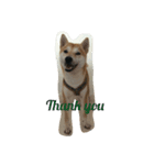 柴犬ハチ（個別スタンプ：11）