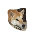 柴犬ハチ（個別スタンプ：12）