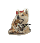 柴犬ハチ（個別スタンプ：13）
