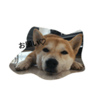 柴犬ハチ（個別スタンプ：14）