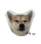 柴犬ハチ（個別スタンプ：16）