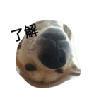 柴犬ハチ（個別スタンプ：17）
