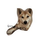 柴犬ハチ（個別スタンプ：18）
