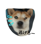 柴犬ハチ（個別スタンプ：19）