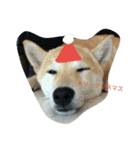 柴犬ハチ（個別スタンプ：21）