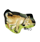 柴犬ハチ（個別スタンプ：22）