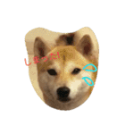 柴犬ハチ（個別スタンプ：23）
