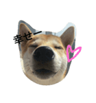 柴犬ハチ（個別スタンプ：24）
