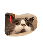 猫のミータン（個別スタンプ：1）