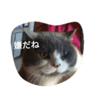 猫のミータン（個別スタンプ：3）