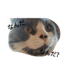 猫のミータン（個別スタンプ：4）