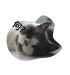 猫のミータン（個別スタンプ：6）