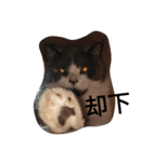 猫のミータン（個別スタンプ：7）