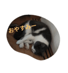 猫のミータン（個別スタンプ：8）