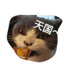 猫のミータン（個別スタンプ：9）