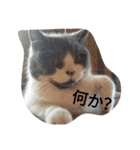 猫のミータン（個別スタンプ：10）
