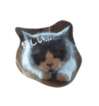 猫のミータン（個別スタンプ：11）