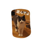 猫のミータン（個別スタンプ：12）
