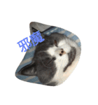 猫のミータン（個別スタンプ：13）