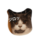 猫のミータン（個別スタンプ：14）