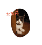 猫のミータン（個別スタンプ：15）
