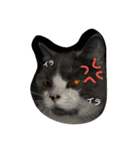 猫のミータン（個別スタンプ：16）