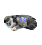 猫のミータン（個別スタンプ：19）
