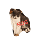 猫のミータン（個別スタンプ：21）