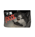 猫のミータン（個別スタンプ：24）