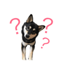柴犬あずき スタンプ 第2弾（個別スタンプ：15）