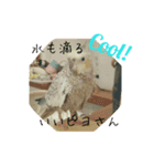 オカメインコ＋@(両生類・爬虫類)（個別スタンプ：3）