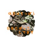 オカメインコ＋@(両生類・爬虫類)（個別スタンプ：8）