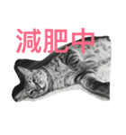 Cat and Dog for love（個別スタンプ：1）