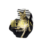 Cat and Dog for love（個別スタンプ：2）